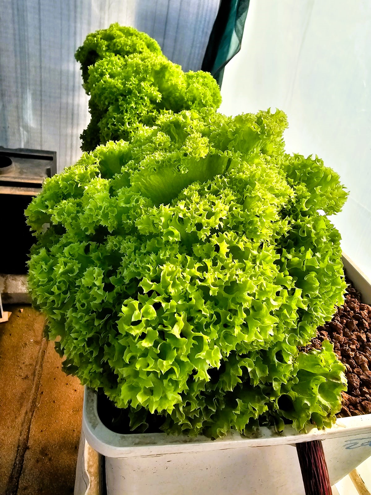 Cultivating lettuce in hydroponics