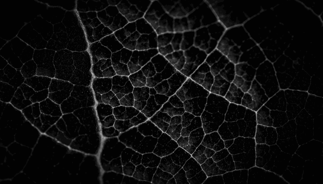 Black and white duotone veins on leaf