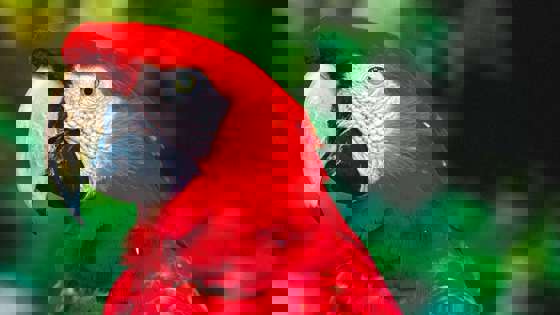 Test parrot
